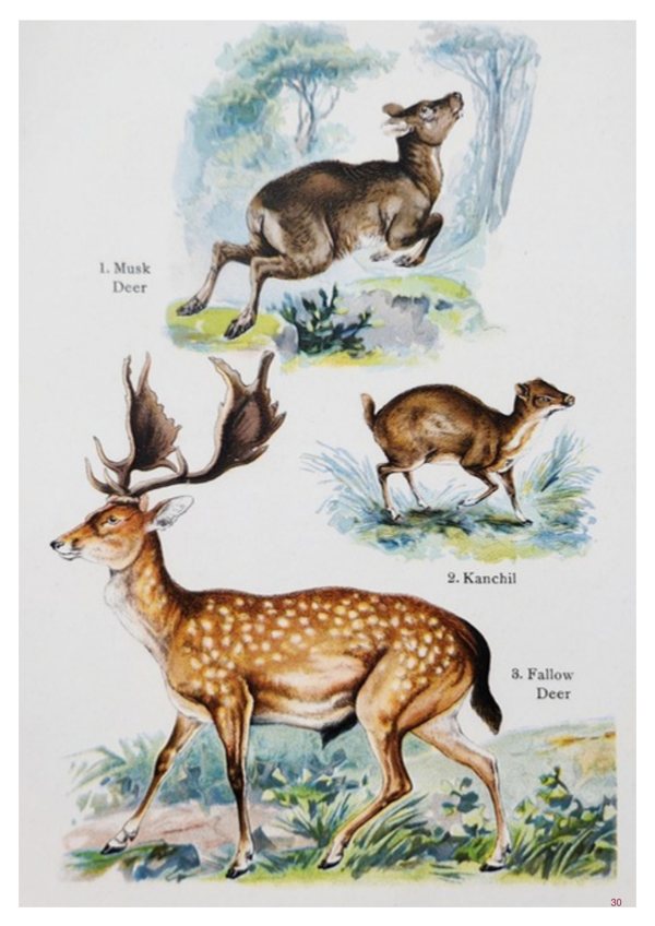 A page of images from From Old Books