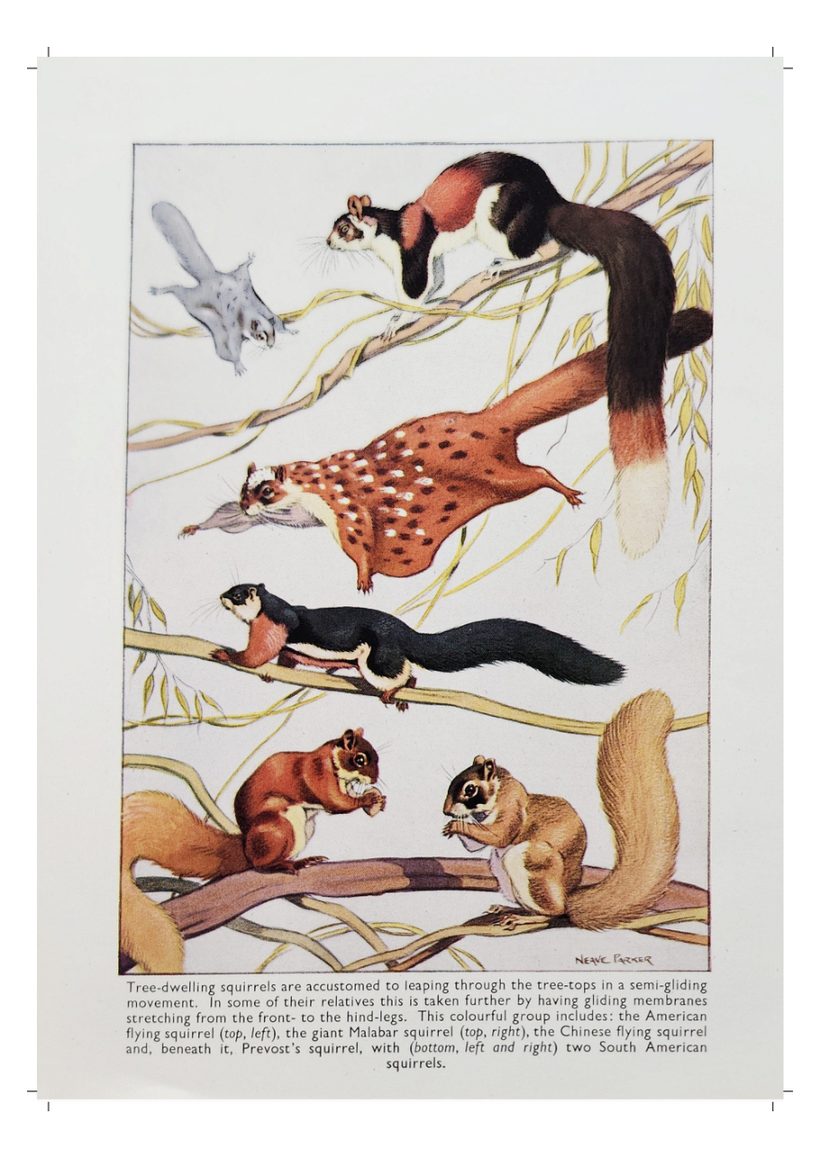 A scanned page from Animals