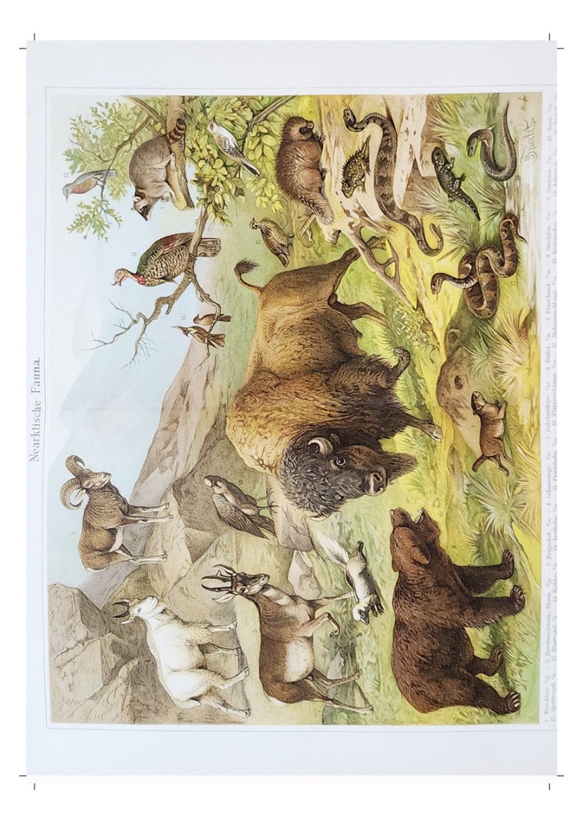 A scanned page from Animals