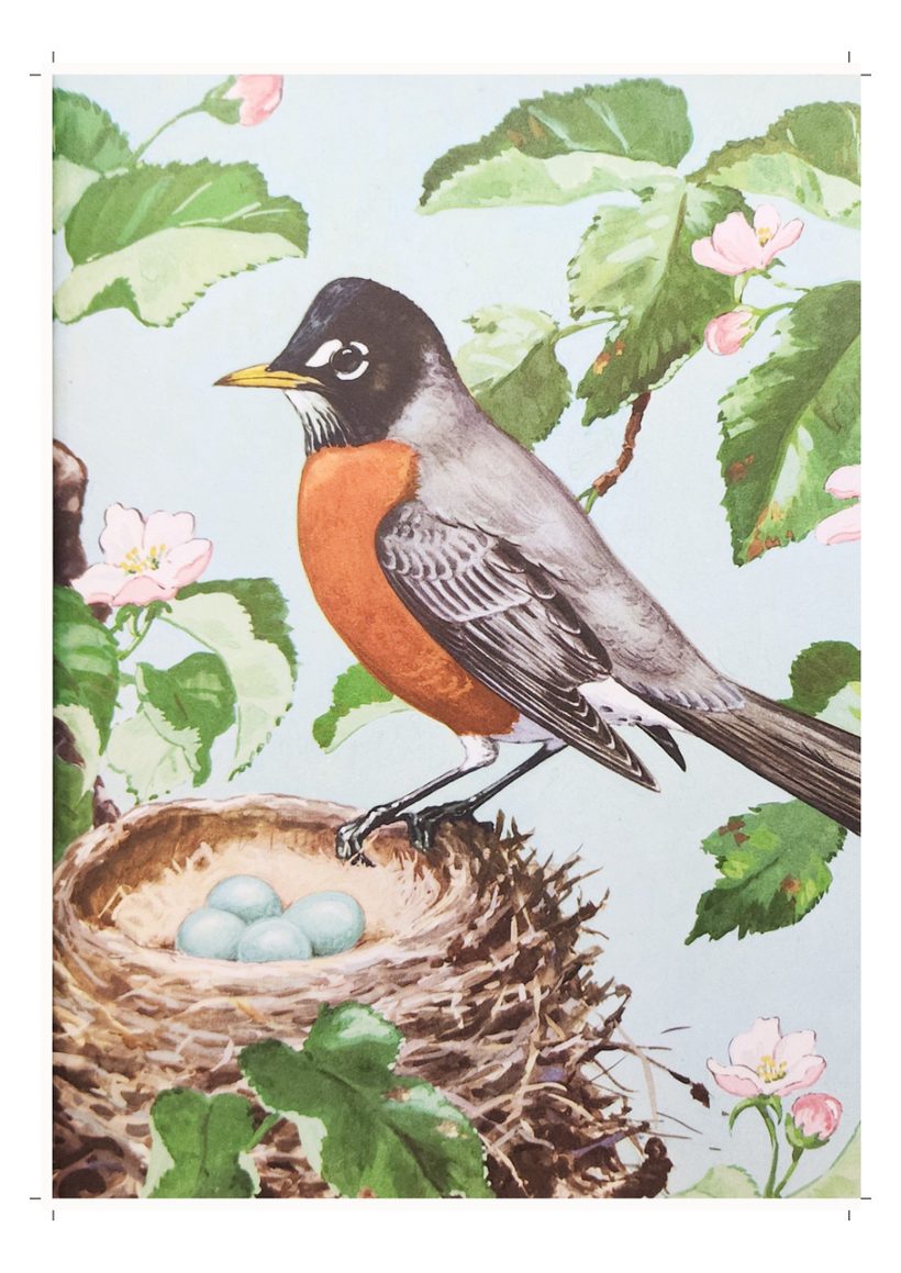 A scanned page from Birds
