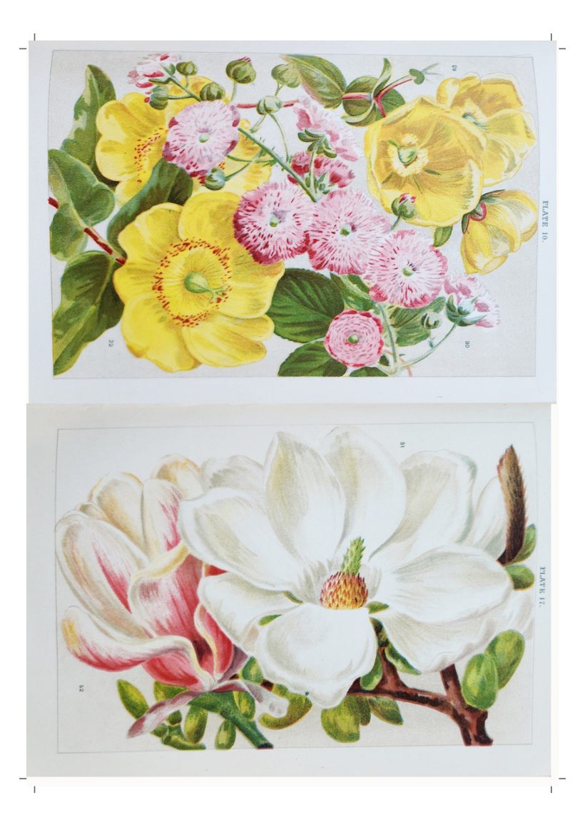 A scanned page from Flowers, Fruit & Trees