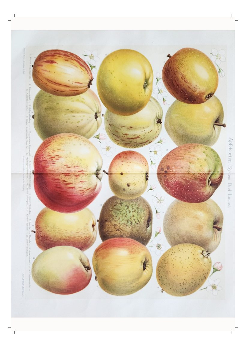 A scanned page from Flowers, Fruit & Trees