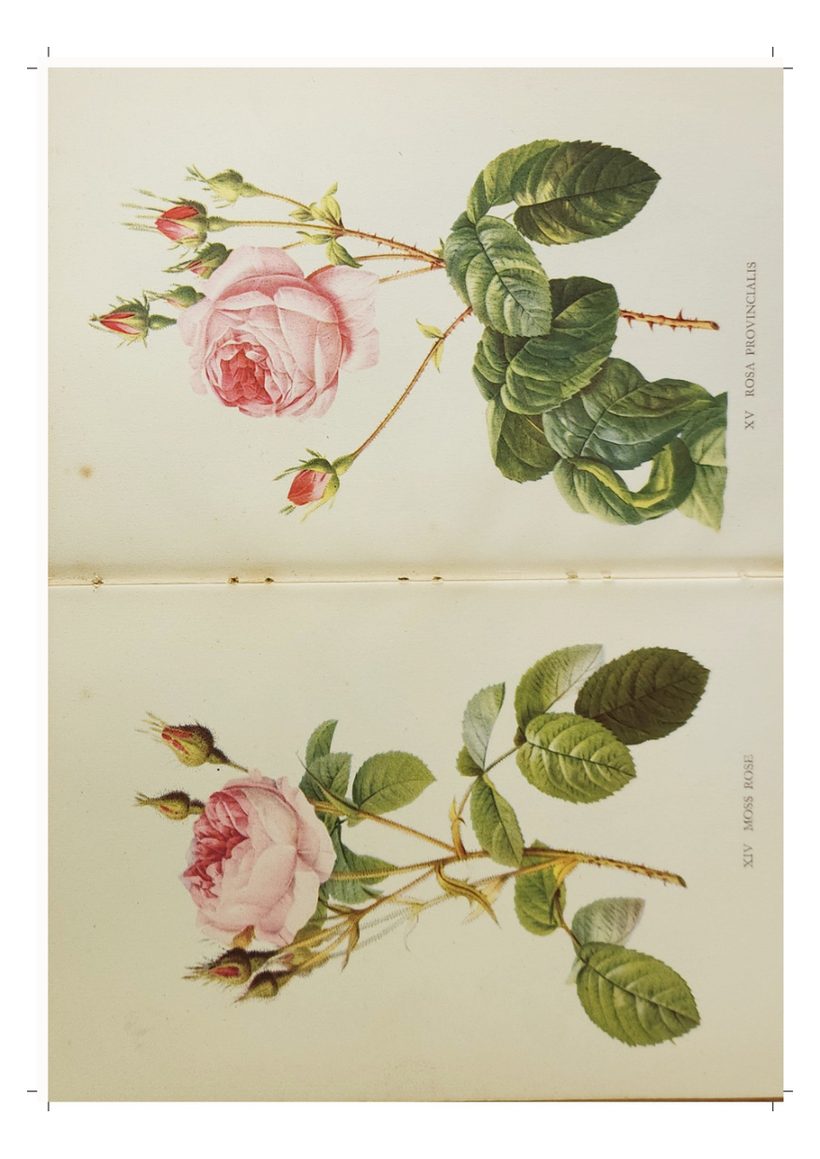 A scanned page from Flowers, Fruit & Trees