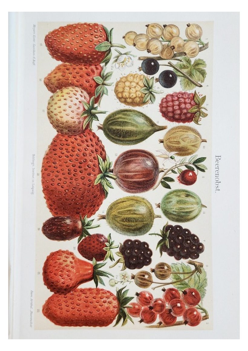 A scanned page from Flowers, Fruit & Trees