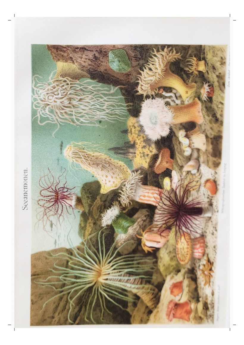A scanned page from Under the Sea, in the Jungle & in the Grass