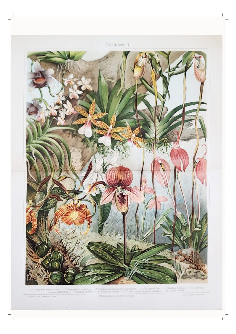 A scanned page from Under the Sea, in the Jungle & in the Grass