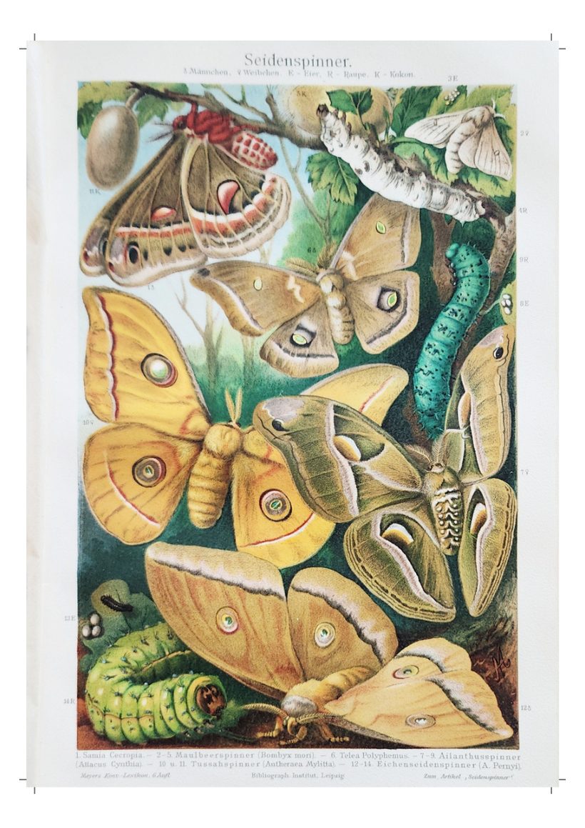 A scanned page from Under the Sea, in the Jungle & in the Grass