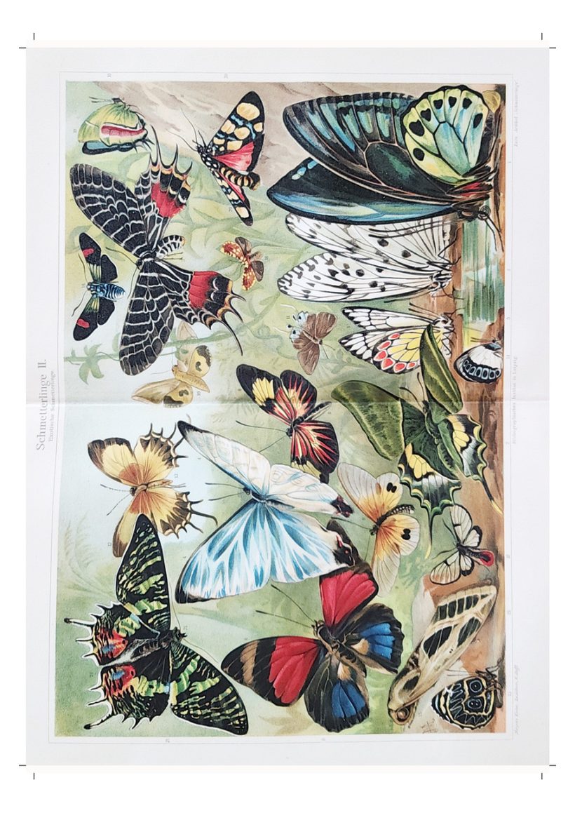 A scanned page from Under the Sea, in the Jungle & in the Grass